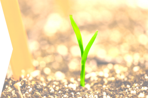 A plant just getting started